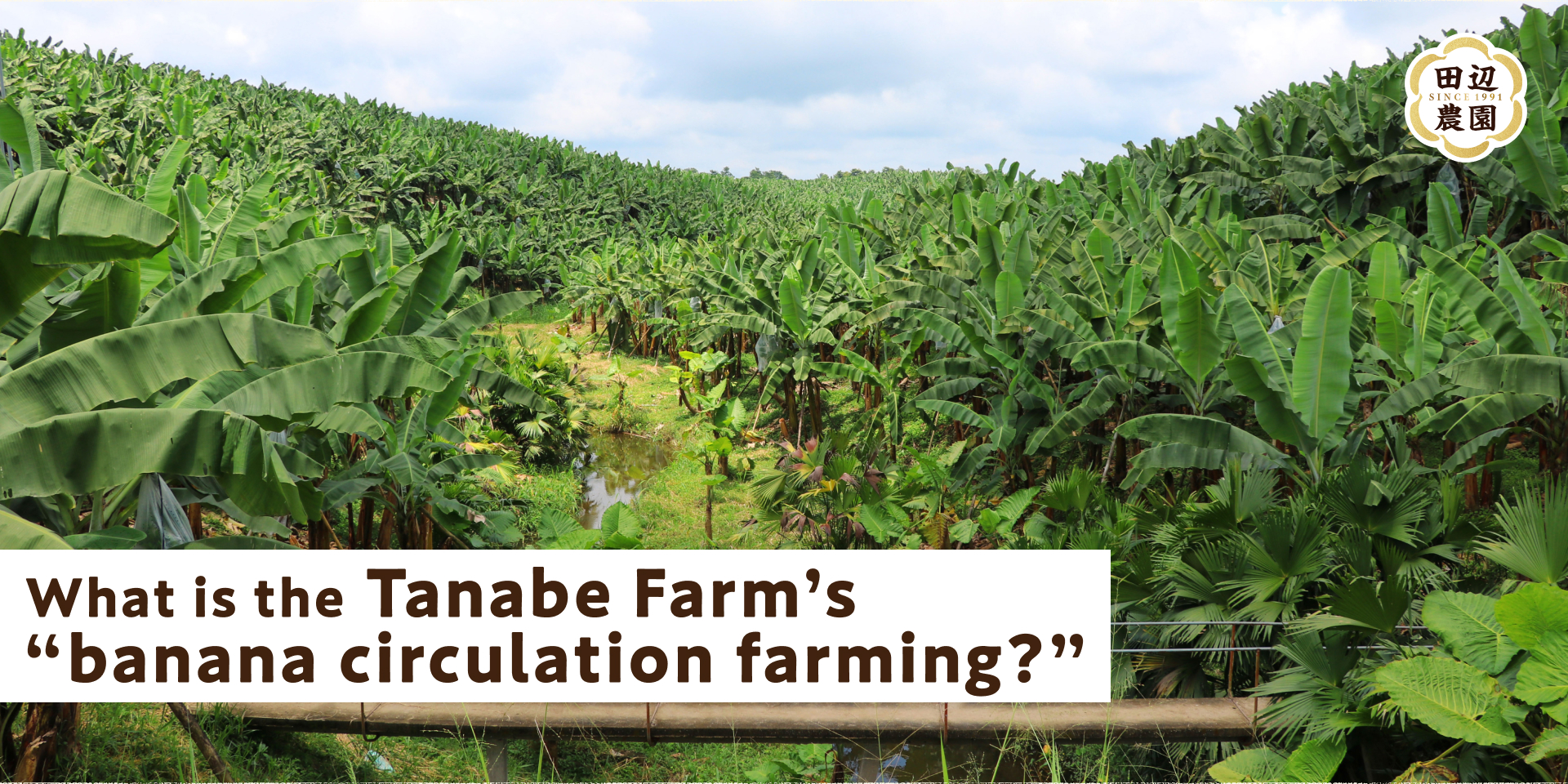 What is the Tanabe Farm’s "banana circulation farming?"
