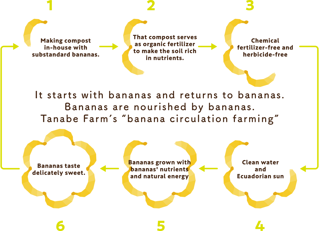 It starts with bananas and returns to bananas. Bananas are nourished by bananas. Tanabe Farm’s "banana circulation farming" 1.Making compost in-housewith substandard bananas. 2.That compost serves asorganic fertilizer to make the soil rich in nutrients. 3.Chemical fertilizer-freeand herbicide-free 4.Clean water and Ecuadorian sun 5.Bananas grown with bananas' nutrients and natural energy 6.Bananas taste delicately sweet.