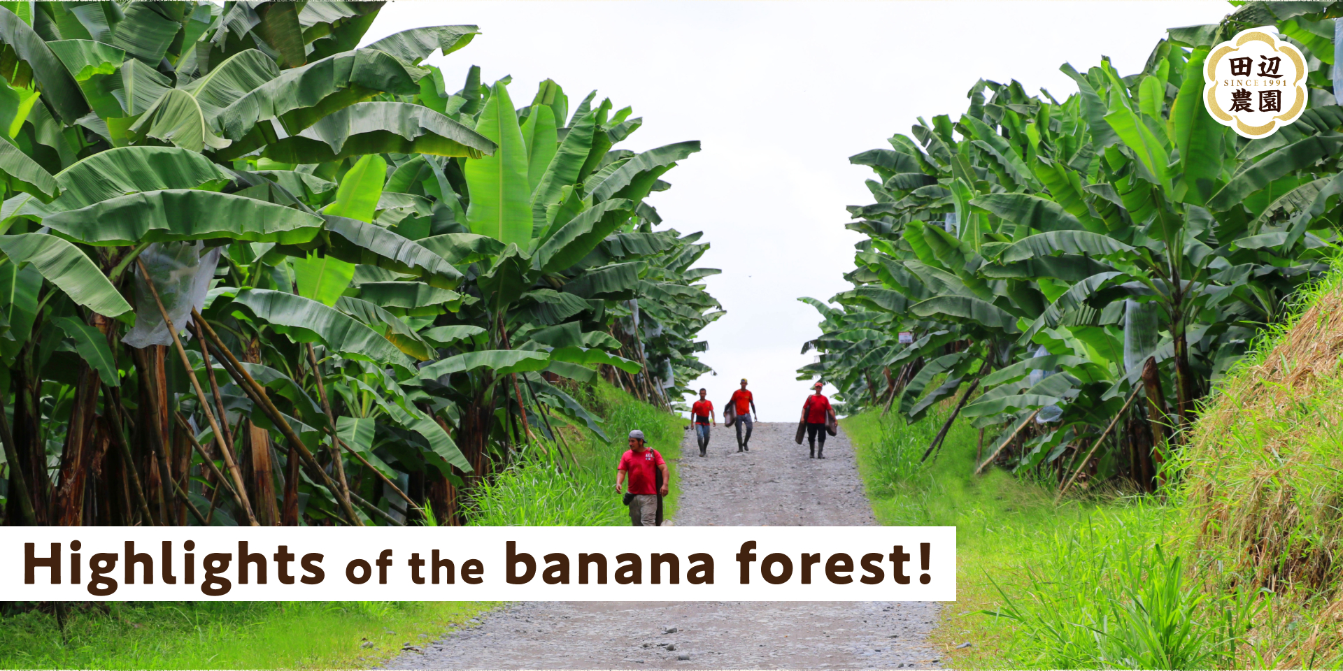 "Highlights of the banana forest!"