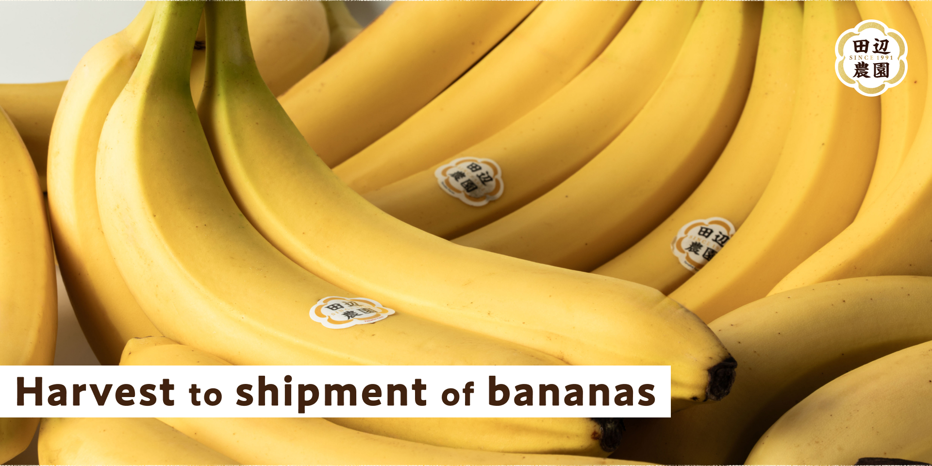 Harvest to shipment of bananas
