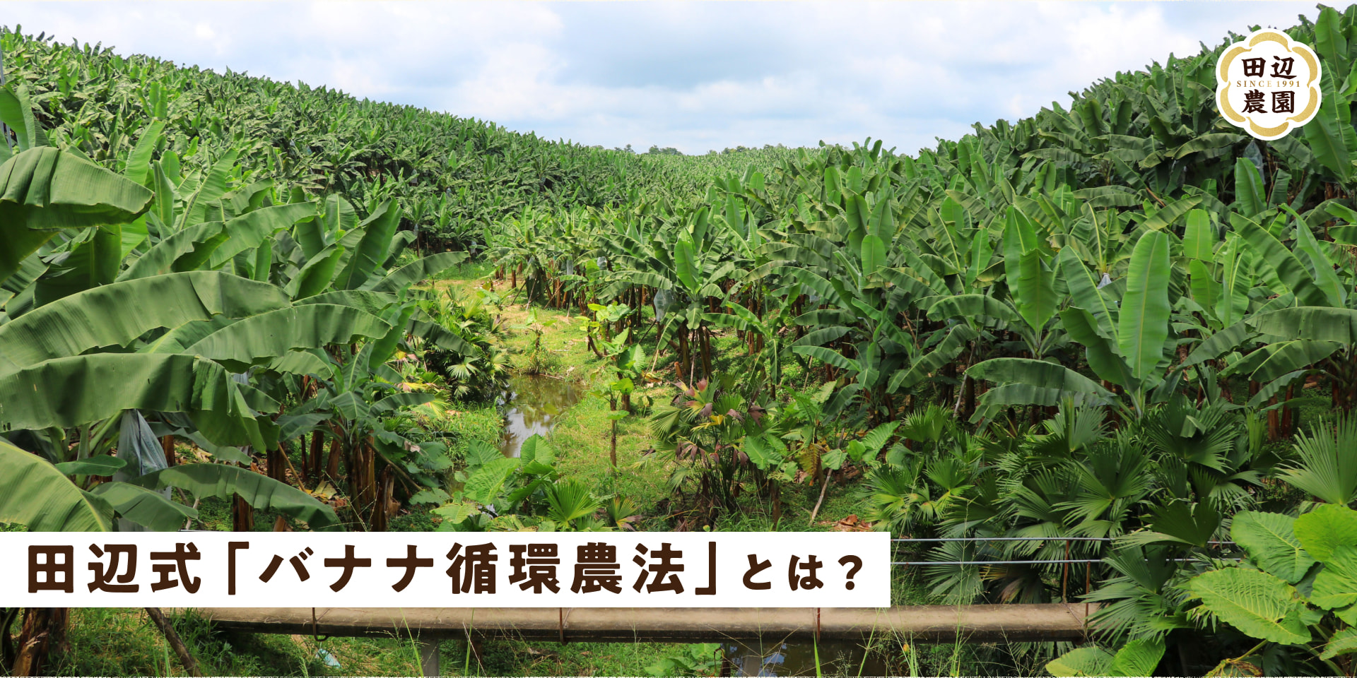 田辺式「バナナ循環農法」とは？