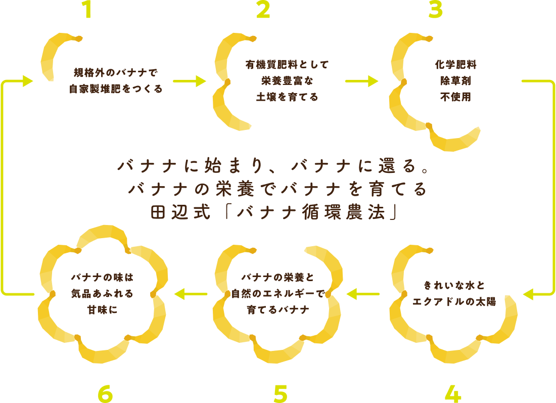 バナナに始まり、バナナに還る。バナナの栄養でバナナを育てる田辺式「バナナ循環農法」 1. 規格外のバナナで自家製堆肥をつくる 2. 有機質肥料として栄養豊富な土壌を育てる 3. 化学肥料 除草剤 不使用 4. バナナの味は気品あふれる甘味に 5. バナナの栄養と自然のエネルギーで育てるバナナ 6. きれいな水とエクアドルの太陽