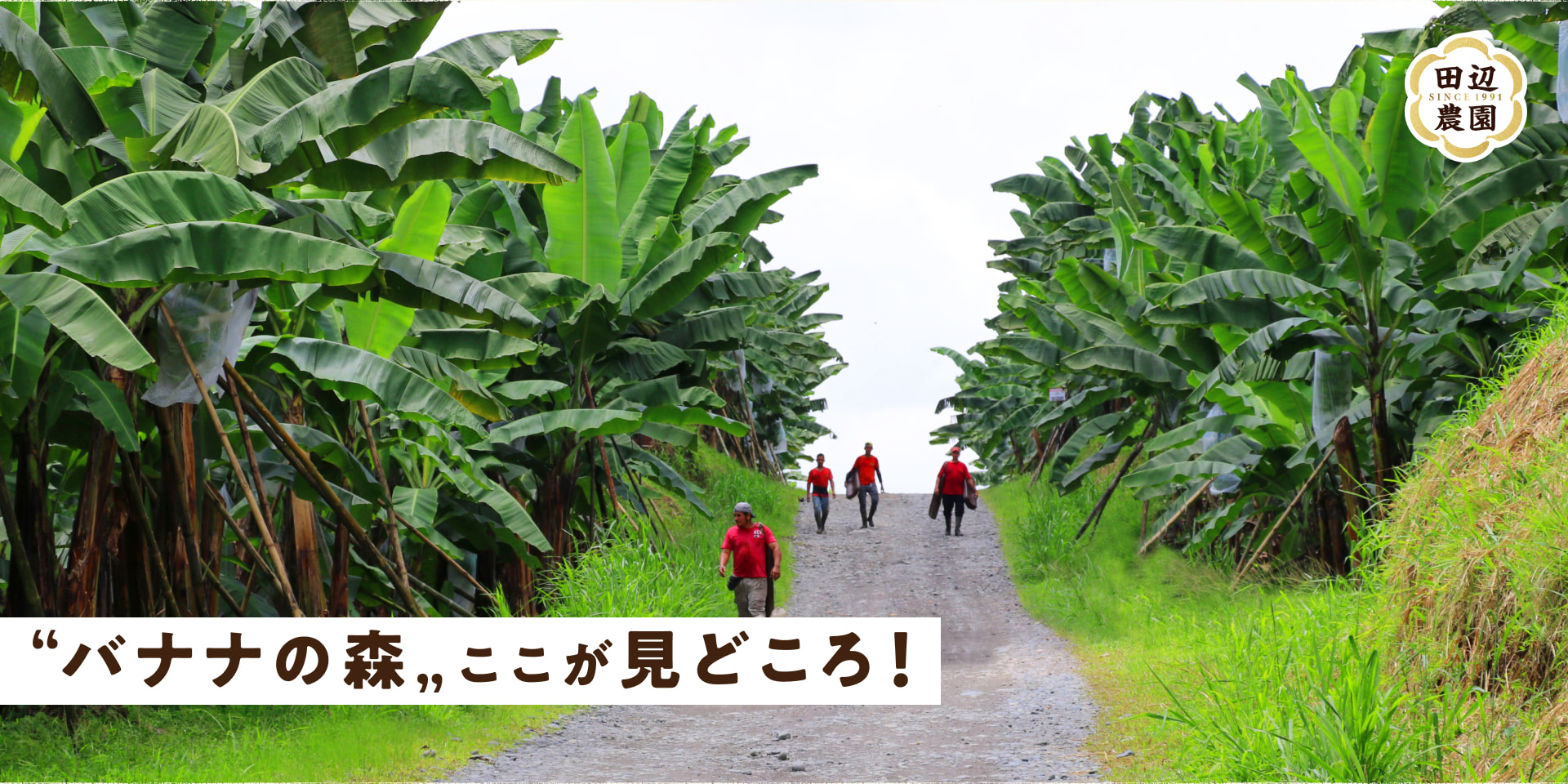 "バナナの森"ここが見どころ！